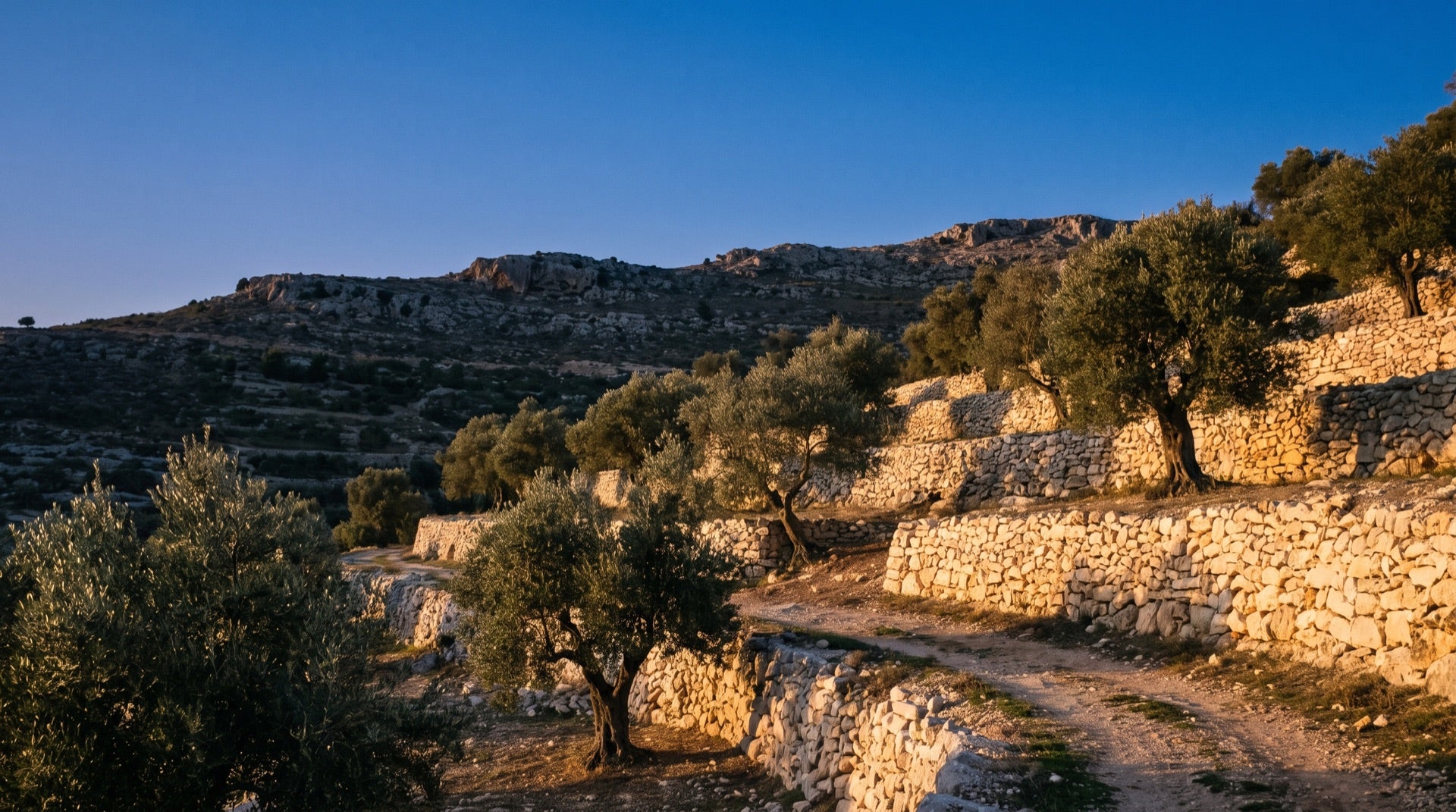 Terraced hillside outside Nablus at dusk, olive trees growing along dry-stone walls